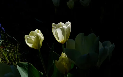 Mind Dissolves Into Heart (With Music)