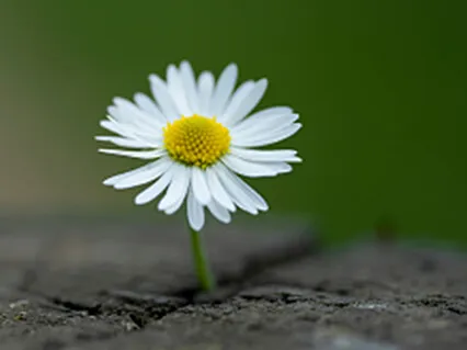 Mind Flows Happiness Follows