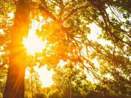 Mind, Meditation, & Genetics With Dr. Dawson Church