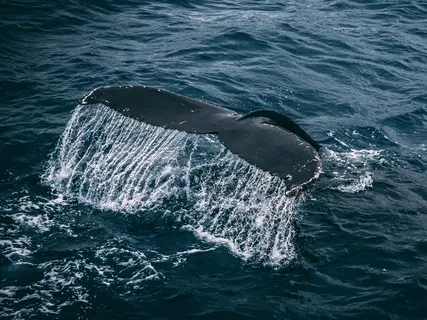 Mind Melodies For Serenity And Space