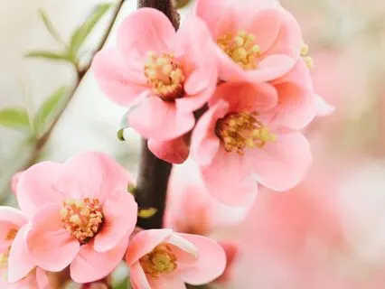 Mind Unwind & Dream Exploration