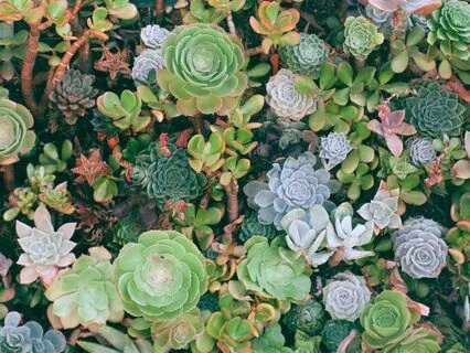 Mind With Likes-Dislikes Causes Suffering