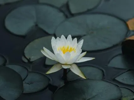 Mindful And Collected: A Meditation For Life