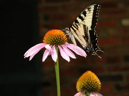 Mindful Awareness Practice