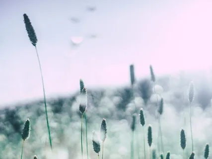 Mindful Awareness Meditation