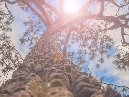 Mindful Body Scan: A Journey Into Presence