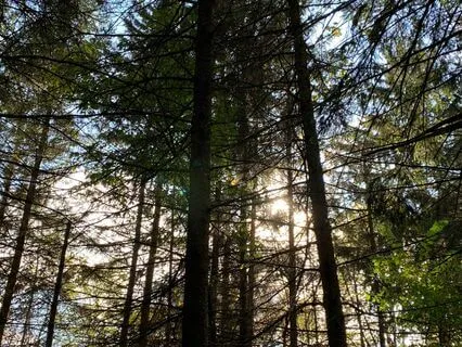 Mindful Body Scan Meditation