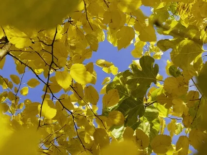 Mindful Breath Exercise