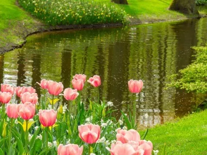 Mindful Breathing Meditation