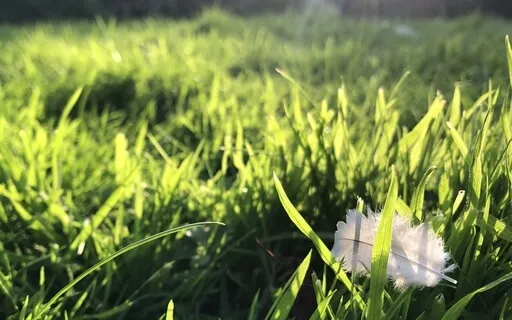 Mindful Breathing Meditation 