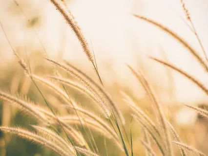 Mindful Breathing Practice