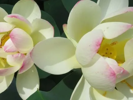 Mindful Caregiving Meditation