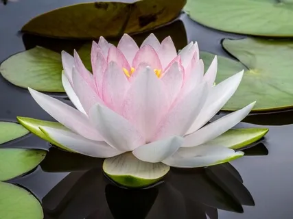 Mindful Compassion And Positivity