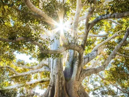 Mindful Compassion For Skillful Action