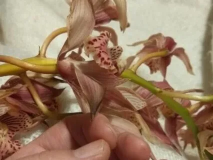 Mindful Connecting Grounding Fingertip Exercise