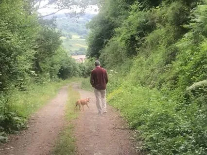 Mindful Dog Walking