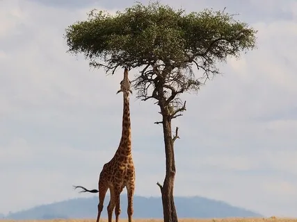 Mindful Eating - Break Up With Your Diet Meditation Album