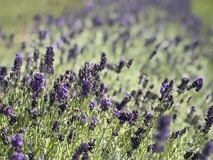 Mindful Exploration Of Feeling Tones