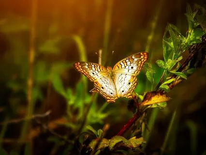 Mindful Exploration Of The Endocrine System - Hypothalamus