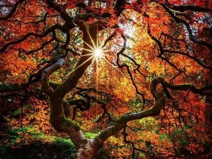 Mindful Forest Leaves