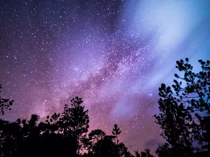 Mindful Forest (Live)