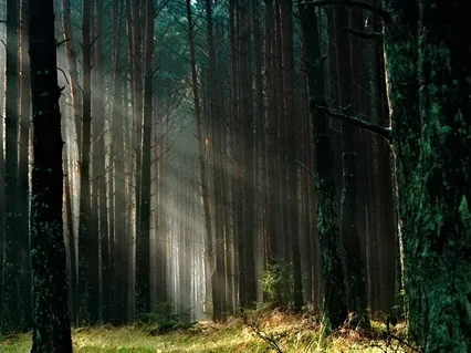 Nature Sounds For Relaxation & Deep Sleep