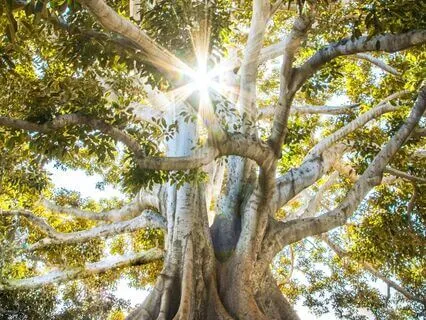 Mindful Grounding | Feel Safe And Centered | Part 1