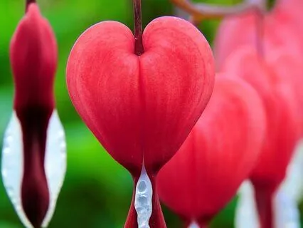 Mindful Heart Activation Meditation