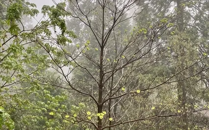 Mindful Heart Awakening Sitar, Flutes, Guitar, Vocal