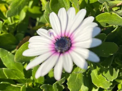 Mindful Kids: Inside the Playground