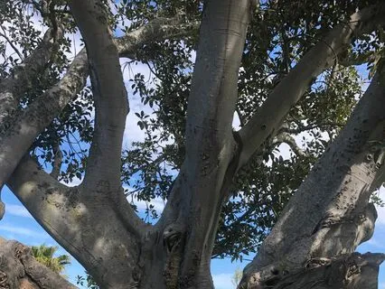 Mindful Kids; The Acorn Story