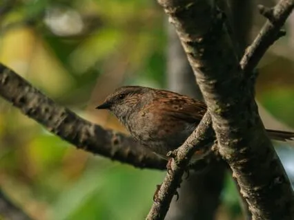 Mindful Listening: A Quick Focused Attention Practice