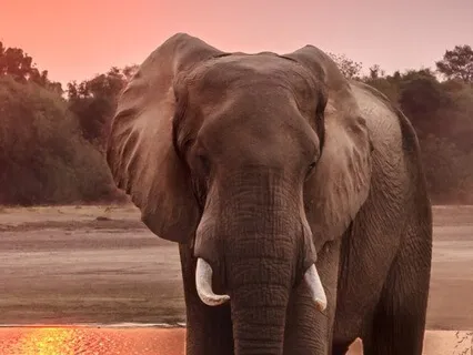 Mindful Loving Awareness