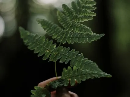 Foster Connection Through Loving Kindness