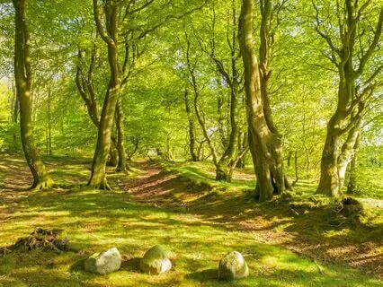 Mindful Melody: Shamanic Calm