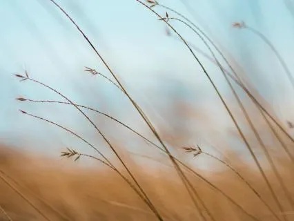 Mindful Memo : Just Wander