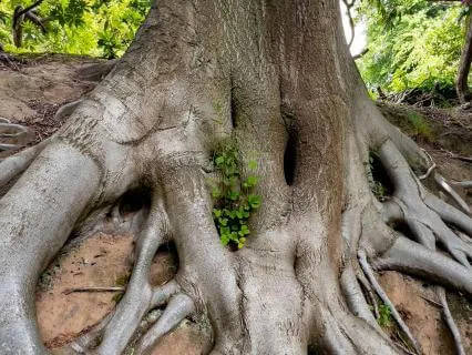 Mindful Minute- Grounding