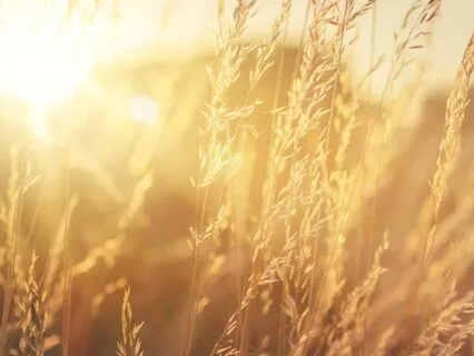 Mindful Minutes: Anchoring In The Present Moment