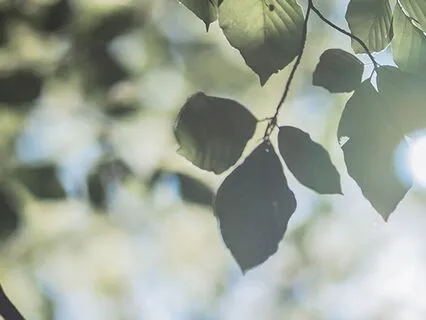 Mindful Moment: A Place To Pause