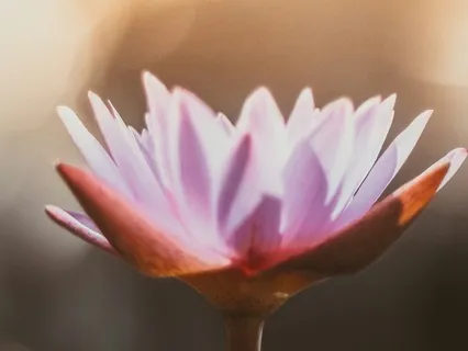 Mindful Moment To Pause And Reset