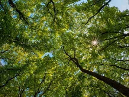 Mindful Moments: Grounding Earth Connection