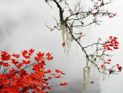 Mindful Moments Of Calm