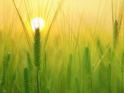 Mindful Morning Meditation To Awaken With Gratitude