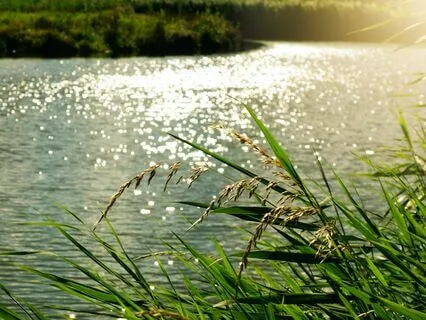 Mindful Mornings Meditation