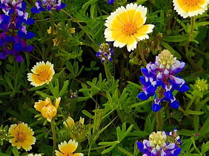 Mindful Movement - Standing Yoga - MBSR