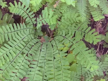 Mindful Movement Stress Relief ~ Squeeze & Release 