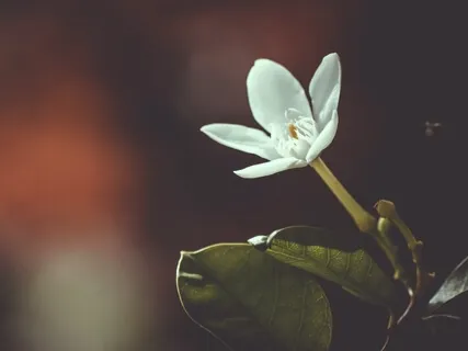 Mindful Movement With Teresa Johnson