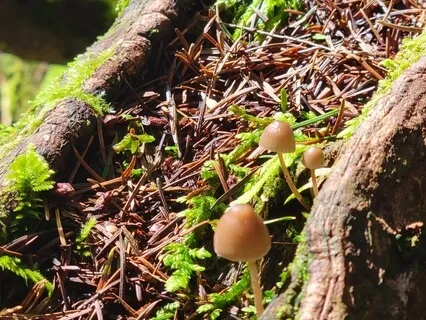 Mindful Musings - Practicing Joy