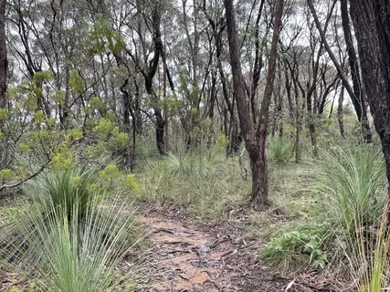 Mindful Nature Walk Meditation