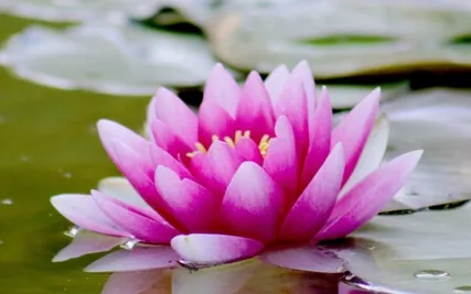 Mindful Of Painful Experience:  A Path To Freedom